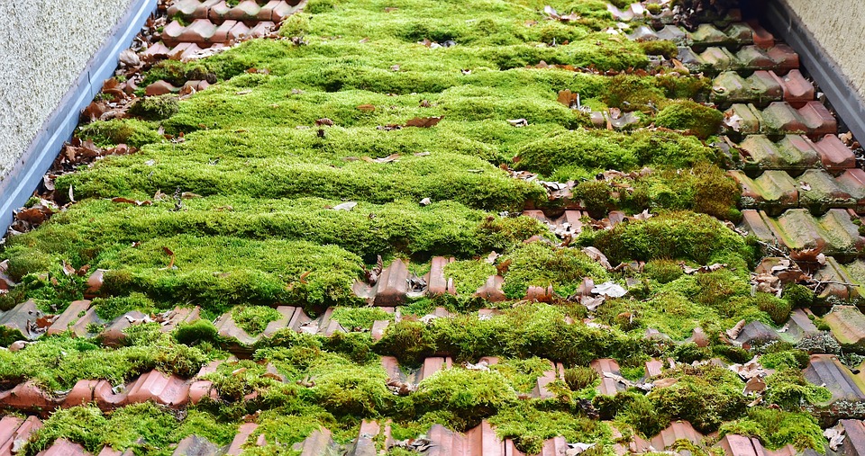 Mossy Roof in Chattanooga